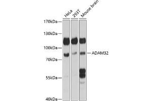 Western blot analysis of extracts of various cell lines, using  antibody (ABIN7265437) at 1:1000 dilution. (ADAM32 anticorps  (AA 703-787))