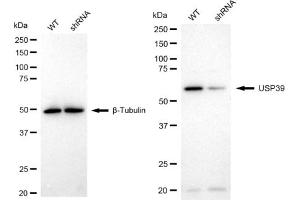 Western blotting analysis using USP39 antibody (ABIN7800735).