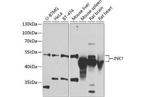 Western blot analysis of extracts of various cell lines, using JNK1 antibody (ABIN6130863, ABIN6143534, ABIN6143535 and ABIN6219548) at 1:1000 dilution. (JNK anticorps  (AA 245-345))