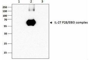 Flow Cytometry (FACS) image for anti-IL-27/IL-35 EBI3 Subunit (Dimer), (Heterodimer), (Monomer) antibody (ABIN2665152) (IL-27/IL-35 EBI3 Subunit (Dimer), (Heterodimer), (Monomer) anticorps)