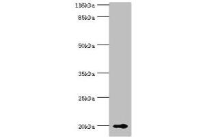 Western blot All lanes: RBP5 antibody at 8 μg/mL + Mouse liver tissue Secondary Goat polyclonal to rabbit IgG at 1/10000 dilution Predicted band size: 16 kDa Observed band size: 20 kDa (Retinol Binding Protein 5 anticorps  (AA 1-135))