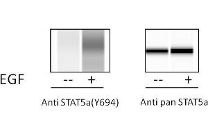 A431 cells were treated or untreated with EGF.