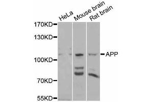 Western blot analysis of extracts of various cell lines, using APP antibody (ABIN5997248) at 1/1000 dilution. (APP anticorps)