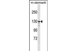 SRG Antibody (Center) 7794c western blot analysis in mouse stomach tissue lysates (35 μg/lane). (SRGAP1 anticorps  (AA 469-497))