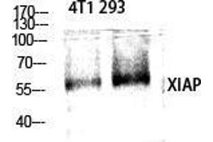 Western Blot (WB) analysis of specific cells using XIAP Polyclonal Antibody. (XIAP anticorps  (Ser144))