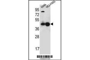 Western blot analysis in A549,NCI-H292 cell line lysates (35ug/lane). (PURA anticorps  (C-Term))
