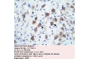 Rabbit Anti-PAX9 Antibody  Paraffin Embedded Tissue: Human Brain Cellular Data: Neural Cells Antibody Concentration: 4.
