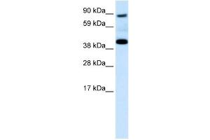 SERPINF1 antibody (70R-10572) used at 0. (PEDF anticorps  (N-Term))