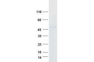 Validation with Western Blot