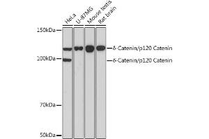 Western blot analysis of extracts of various cell lines, using δ-Catenin/p120 Catenin Rabbit mAb (ABIN7266144) at 1:1000 dilution. (CTNND1 anticorps)