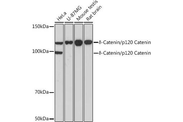 CTNND1 anticorps