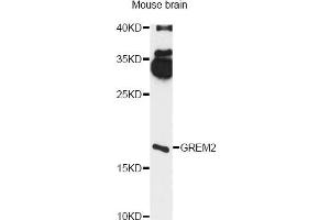Western blot analysis of extracts of mouse brain, using GREM2 antibody (ABIN6293117) at 1:3000 dilution.