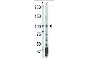 Antibody is used in Western blot to detect NEK9 in 293 cell lysate (Lane 1) and mouse heart tissue lysate (Lane 2). (NEK9 anticorps  (C-Term))