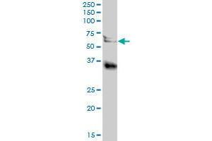 LGMN MaxPab polyclonal antibody.