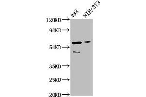 Western Blot Positive WB detected in: 293 whole cell lysate, NIH/3T3 whole cell lysate All lanes: RELA antibody at 3 μg/mL Secondary Goat polyclonal to rabbit IgG at 1/50000 dilution Predicted band size: 61, 59, 60 kDa Observed band size: 61 kDa (NF-kB p65 anticorps  (AA 1-210))