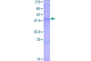 Image no. 1 for Olfactory Receptor, Family 10, Subfamily AD, Member 1 (OR10AD1) (AA 1-317) protein (GST tag) (ABIN1313423)