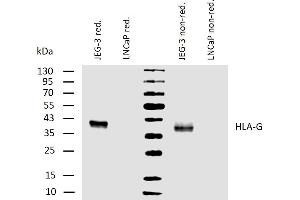 Western blotting analysis of human HLA-G using mouse monoclonal antibody MEM-G/1 on lysates of JEG-3 cell line and LNCaP cell line (negative control) under reducing and non-reducing conditions. (HLAG anticorps)