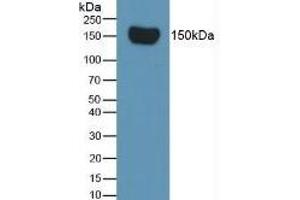 Mouse Capture antibody from the kit in WB with Positive Control: Sample Rat Serum. (Complement Factor H Kit ELISA)