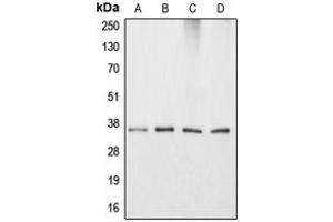 Western blot analysis of Apolipoprotein E expression in HeLa (A), HepG2 (B), NIH3T3 (C), PC12 (D) whole cell lysates. (APOE anticorps  (Center))