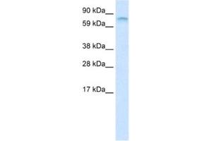 Western Blotting (WB) image for anti-Far Upstream Element (FUSE) Binding Protein 1 (FUBP1) antibody (ABIN2461190) (FUBP1 anticorps)