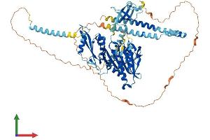 AlphaFold protein structure predicition of Mouse Recombinant Kif2c Protein, UniprotID Q922S8