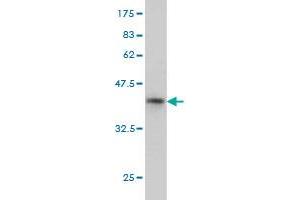 Western Blot detection against Immunogen (36.
