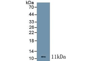 Detection of Recombinant CCL1, Mouse using Polyclonal Antibody to Chemokine C-C-Motif Ligand 1 (CCL1) (CCL1 anticorps  (AA 24-92))