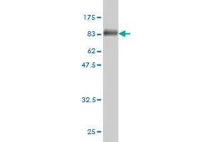 Western Blot detection against Immunogen (88.