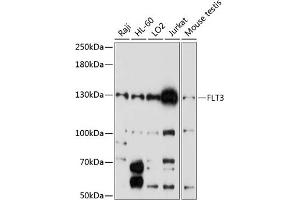 Western blot analysis of extracts of various cell lines, using FLT3 antibody (ABIN6134576, ABIN6140691, ABIN6140694 and ABIN6216061) at 1:1000 dilution. (FLT3 anticorps  (AA 650-750))