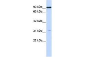 Image no. 1 for anti-Cholinergic Receptor, Nicotinic, alpha 4 (CHRNA4) (N-Term) antibody (ABIN6744370) (CHRNA4 anticorps  (N-Term))
