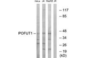Western blot analysis of extracts from Jurkat/HeLa/HepG2 cells, using POFUT1 Antibody. (POFUT1 anticorps  (AA 331-380))