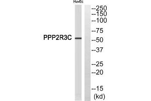 Western blot analysis of extracts from HuvEc cells, using PPP2R3C antibody. (PPP2R3C anticorps  (Internal Region))