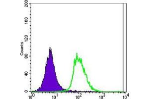 Flow cytometric analysis of Jurkat cells using Oct4 mouse mAb (green) and negative control (purple). (OCT4 anticorps)
