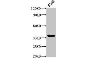 Western Blot Positive WB detected in: K562 whole cell lysate All lanes: GPR12 antibody at 2 μg/mL Secondary Goat polyclonal to rabbit IgG at 1/50000 dilution Predicted band size: 37 kDa Observed band size: 37 kDa (G Protein-Coupled Receptor 12 anticorps  (AA 1-48))