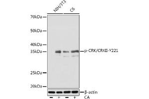 Western blot analysis of extracts of various cell lines, using Phospho-CRK/CRKII-Y221 Rabbit mAb (ABIN7271253) at 1:1000 dilution. (Crk anticorps  (pTyr221))
