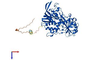 AlphaFold protein structure predicition of Mouse Recombinant Foxred1 Protein, UniprotID Q3TQB2