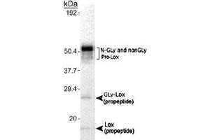 Detection of Lox in MC3T3-E1 cell lysate using Lox polyclonal antibody . (LOX anticorps  (AA 78-115))