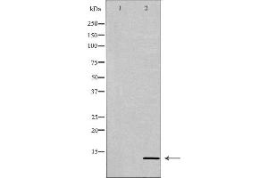 Western blot analysis of extracts of HeLa, using PATE3 antibody. (PATE3 anticorps  (Internal Region))