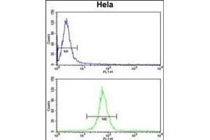 KIF11 Antibody (N-term) (ABIN653041 and ABIN2842655) flow cytometry analysis of Hela cells (bottom histogram) compared to a negative control cell (top histogram).