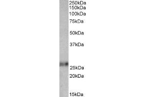 ABIN2562369 (0. (Ephrin A1 anticorps  (Internal Region))