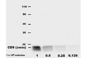 Detection of CD9 inbone marrow-derived mast cell (BMMC) lysates by rat monoclonal EM-04 antibody. (CD9 anticorps  (APC))