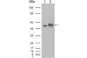 Western blot analysis using Calreticulin mouse mAb against HEK293T cells transfected with the pCMV6-ENTRY control (1) and pCMV6-ENTRY Calreticulin cDNA (2).
