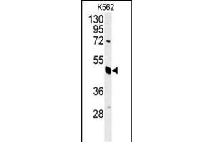 EIF3G Antibody (Center) (ABIN651535 and ABIN2840284) western blot analysis in K562 cell line lysates (35 μg/lane).