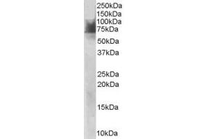 ABIN185394 staining (1µg/ml) of Human Duodenum lysate (RIPA buffer, 30µg total protein per lane).