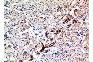 Immunohistochemistry (IHC) analysis of paraffin-embedded Rat Kidney, antibody was diluted at 1:100. (Neuregulin 1 anticorps  (Internal Region))