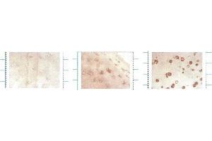 Immunocytochemistry/Immunofluorescence analysis using Mouse Anti-SOD3 Monoclonal Antibody, Clone 4GG11G6 .