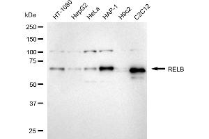 Western blotting analysis using RELB antibody (ABIN7800805). (Recombinant RELB anticorps)