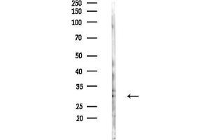 anti-Ribosomal Protein S8 (RPS8) (C-Term) antibody