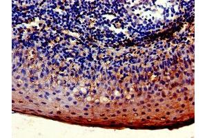 Immunohistochemistry of paraffin-embedded human tonsil tissue using ABIN7158609 at dilution of 1:100