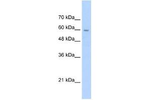 SLC22A1 antibody used at 2.